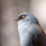 Yellow-eyed Junco