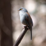 Yellow-eyed Junco
