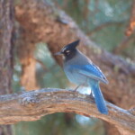 Stellar's Jay