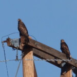 Golden Eagles; New Mexico