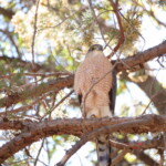 Cooper's Hawk