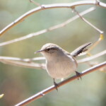 Bewick's Wren