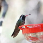White-eared Hummingbird
