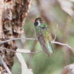 White-eared Hummingbird