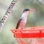 Violet-crowned Hummingbird