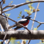 Painted Redstart